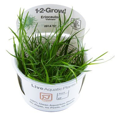 Eriocaulon Vietnam TROPICA 1-2-GROW!