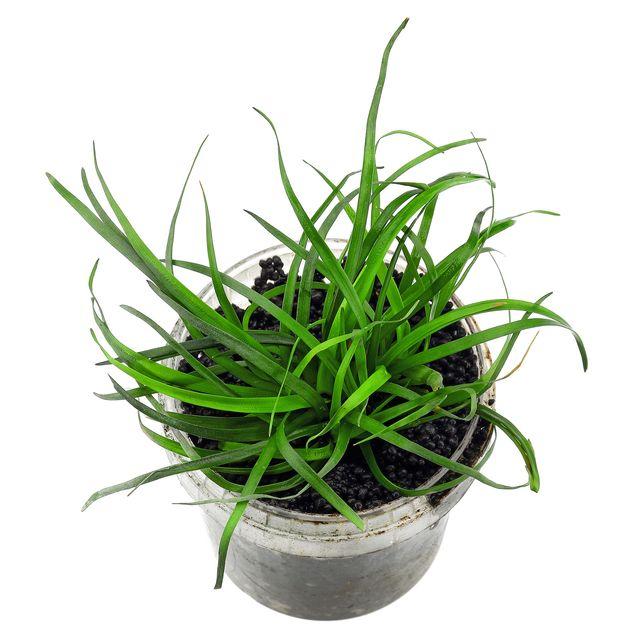 TCulture Eriocaulon 'Vietnam' (Pot)