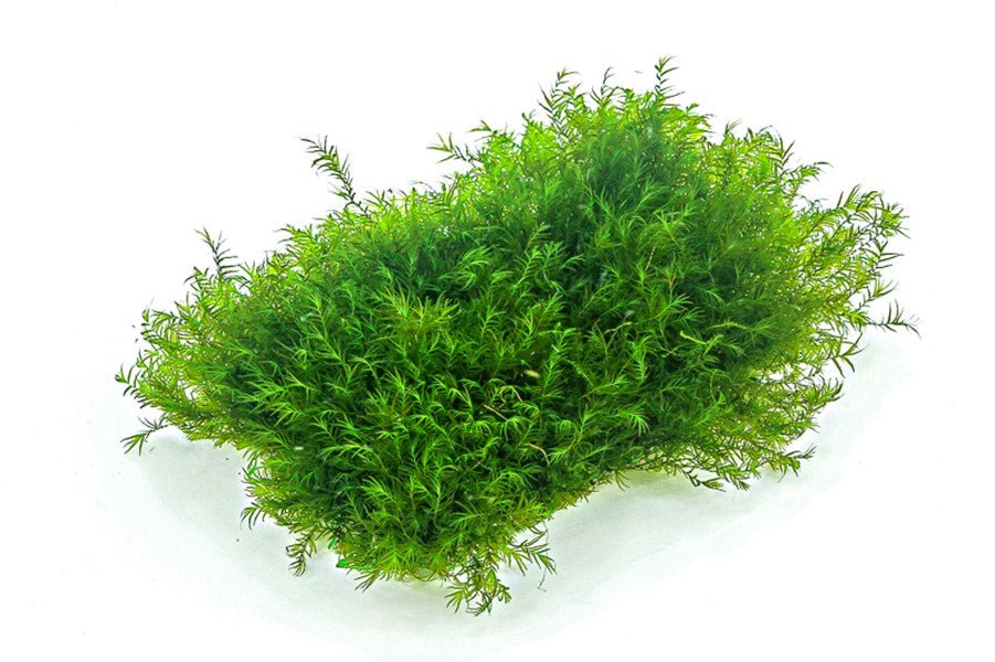 Dennerle Fissidens fontanus