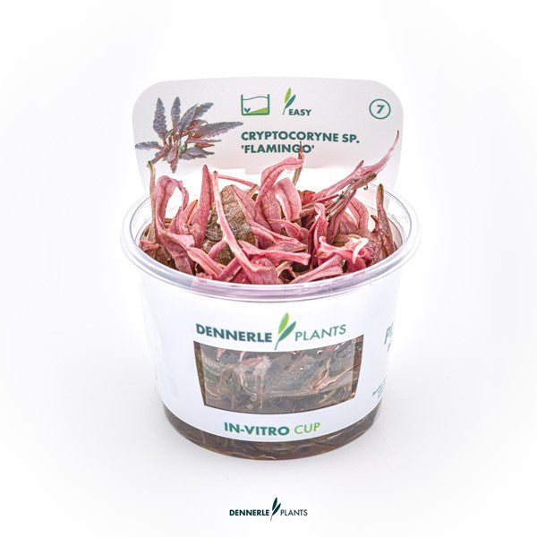Dennerle Cryptocoryne spec. 'Flamingo' (TC Cup)