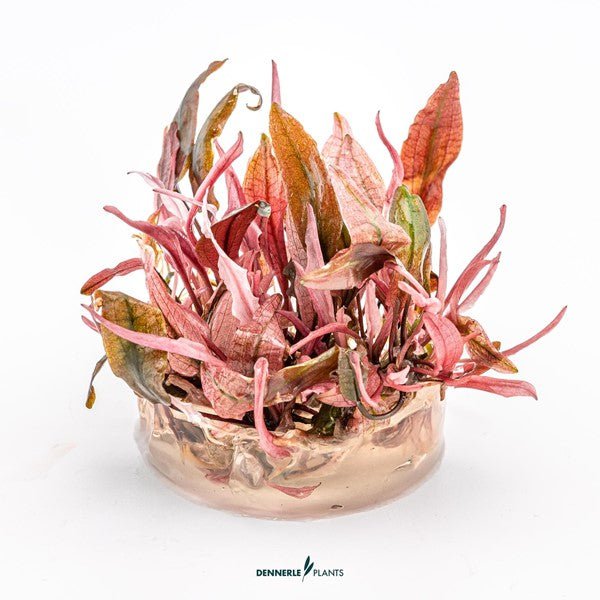 Dennerle Cryptocoryne spec. 'Flamingo' (TC Cup)