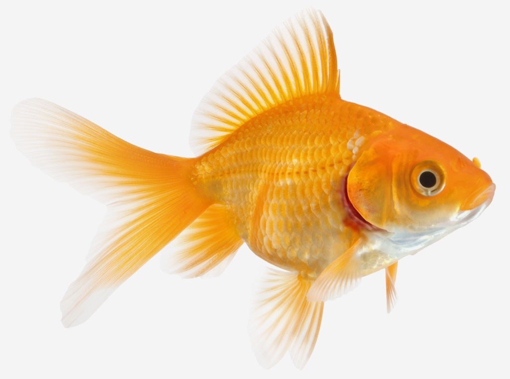 Seachem Paraguard 250ml