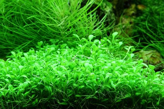 Glossostigma elatinoides TROPICA 1-2-GROW!