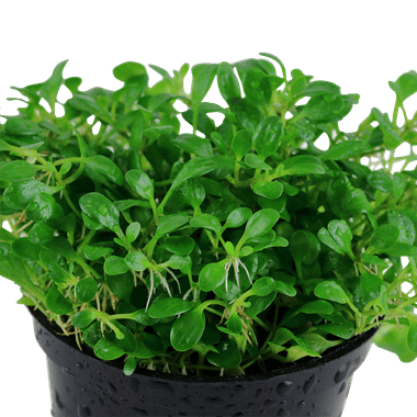 Tropica Glossostigma Elatinoides in Pot