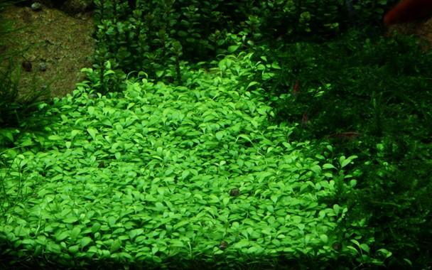 Glossostigma elatinoides TROPICA 1-2-GROW!