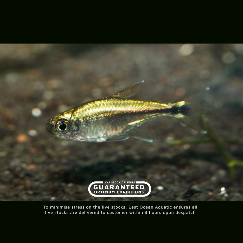 Golden Tetra
