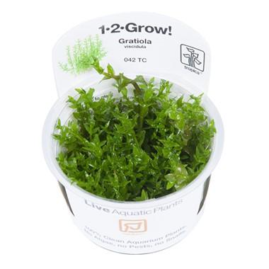 Gratiola viscidula TROPICA 1-2-GROW!