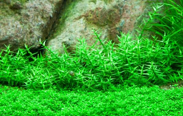 Gratiola viscidula TROPICA 1-2-GROW!