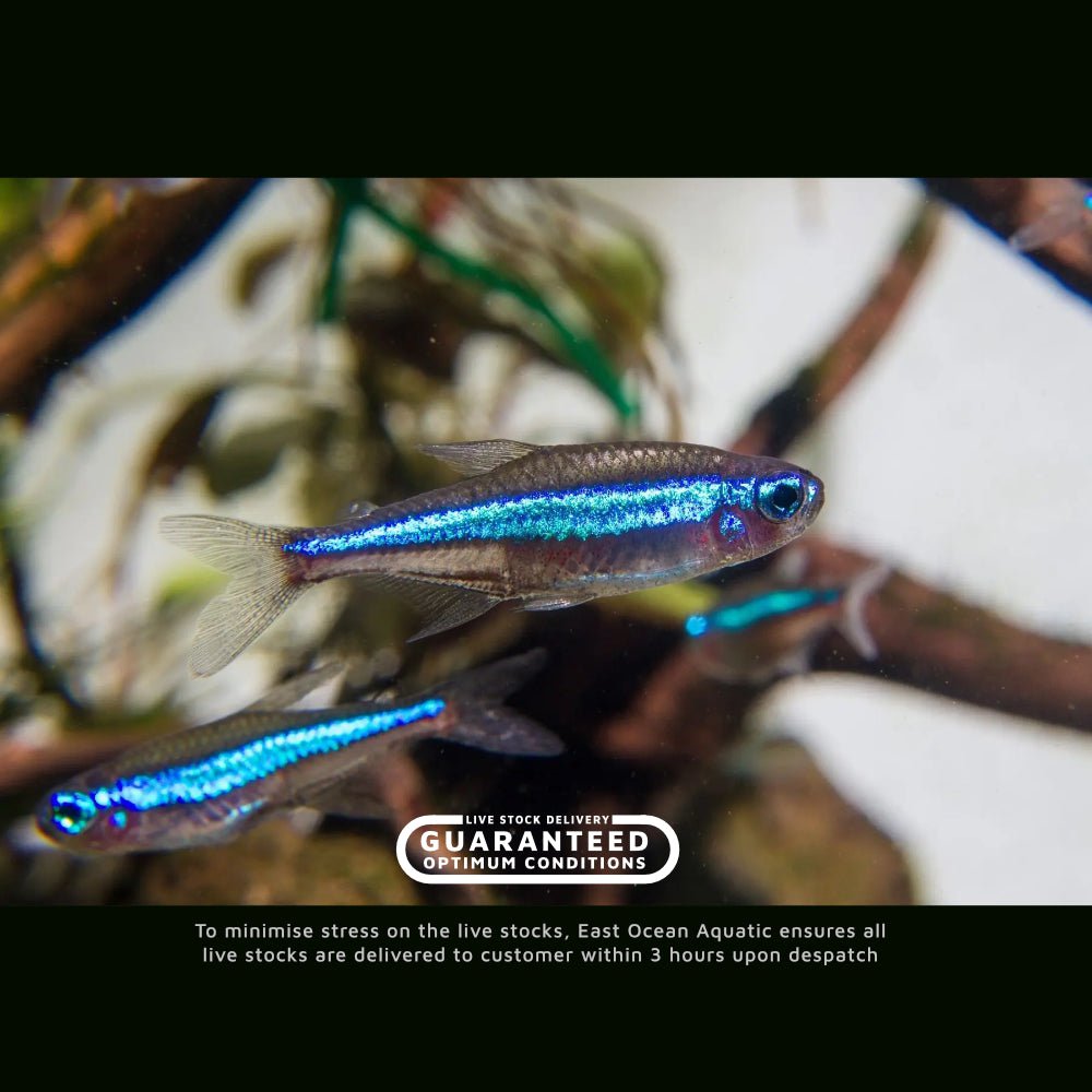 Green Neon Tetra