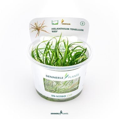 HELANTHIUM TENELLUM ´RED´ IN-VITRO