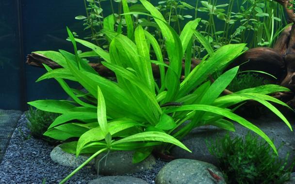 Echinodorus ‘Quadricostatus’ TROPICA 1-2-GROW!