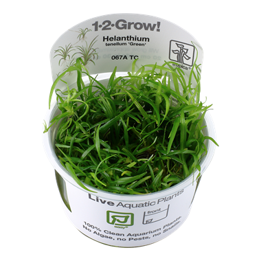 Helanthium Tenellum Green TROPICA 1-2-GROW!