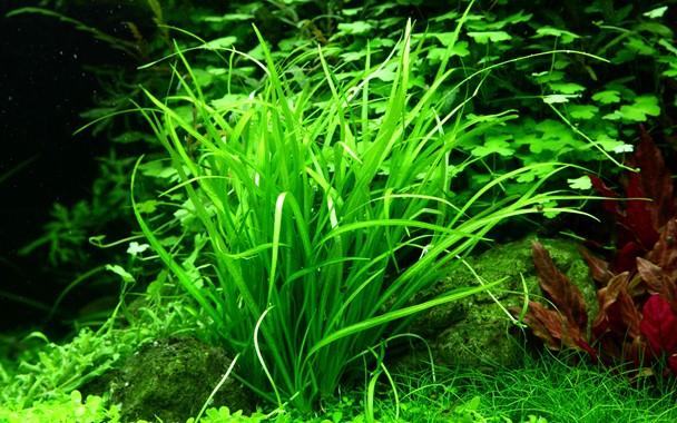 Helanthium Tenellum Green TROPICA 1-2-GROW!