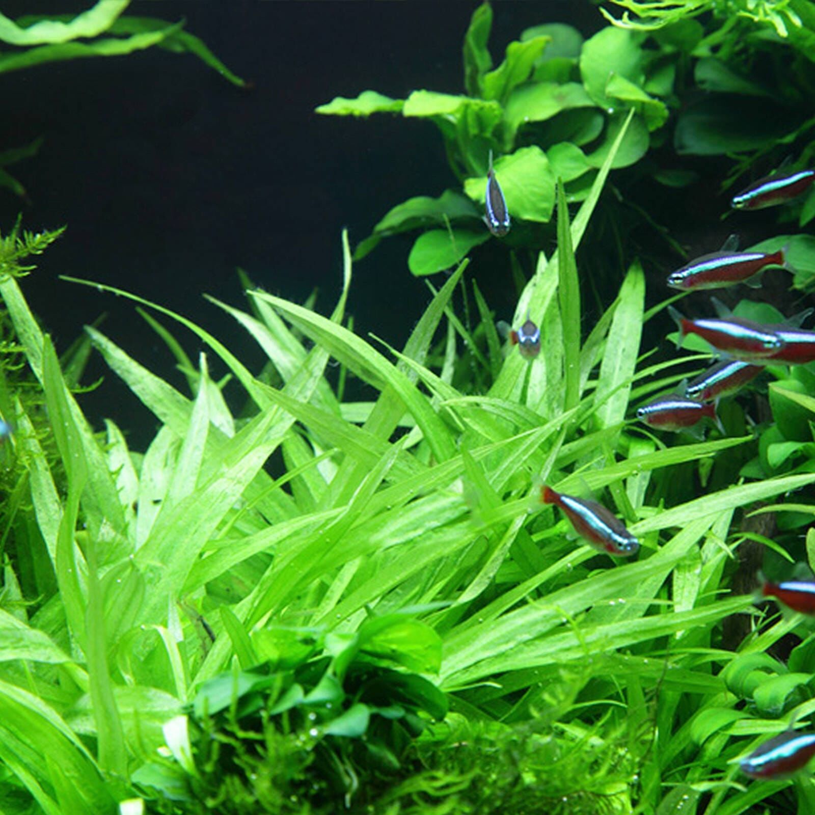 TCulture Helanthium 'Quadricostatus' (Pot/TC Cup)