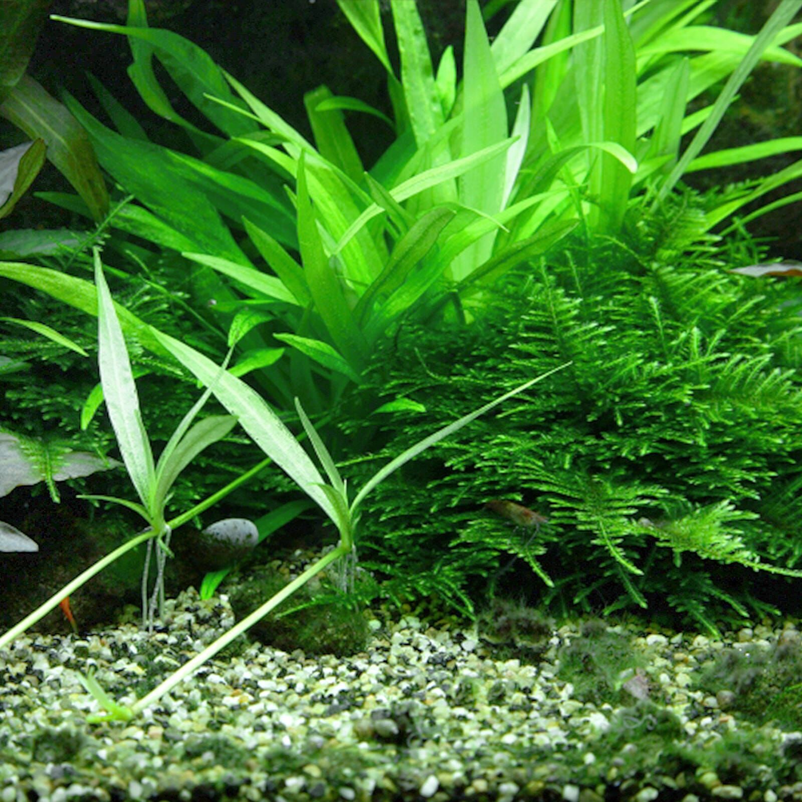 TCulture Helanthium 'Quadricostatus' (Pot/TC Cup)