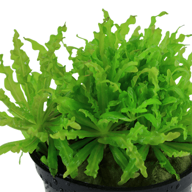 Tropica Pogostemon Helferi in Pot