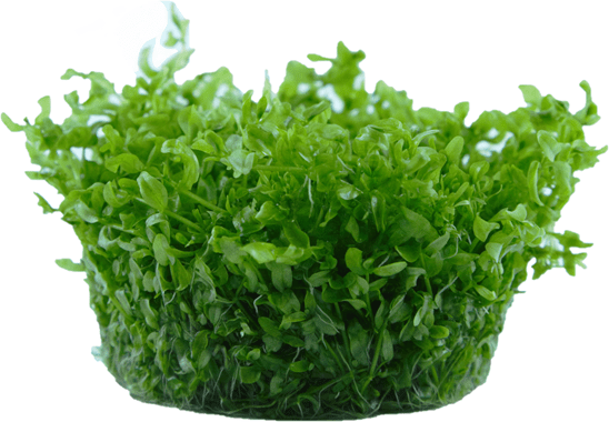 Hemianthus micranthemoides TROPICA 1-2-GROW!