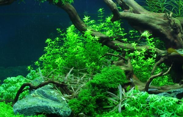 Hemianthus micranthemoides TROPICA 1-2-GROW!