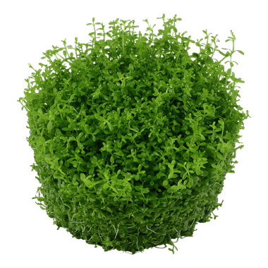 Hemianthus callitrichoides 'Cuba' TROPICA 1-2-GROW!