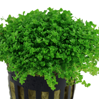 Tropica Hemianthus Callitrichoides 'Cuba'