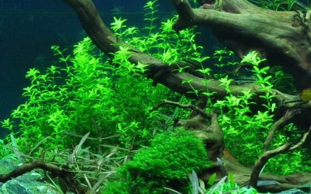 Tropica Hemianthus micranthemoides in Pot