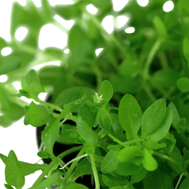 Tropica Hemianthus micranthemoides in Pot