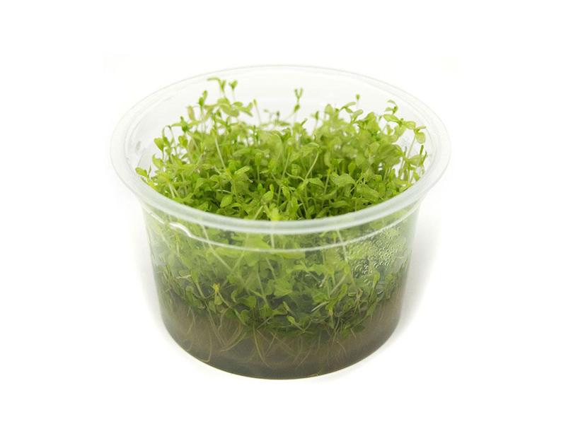 TCulture Hemianthus micranthemoides (TC Cup)