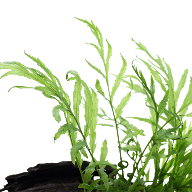 TROPICA Bolbitis heudelotii