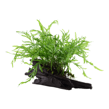 TROPICA Bolbitis heudelotii