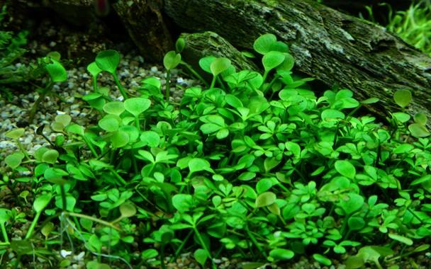 Marsilea hirsuta TROPICA 1-2-GROW!