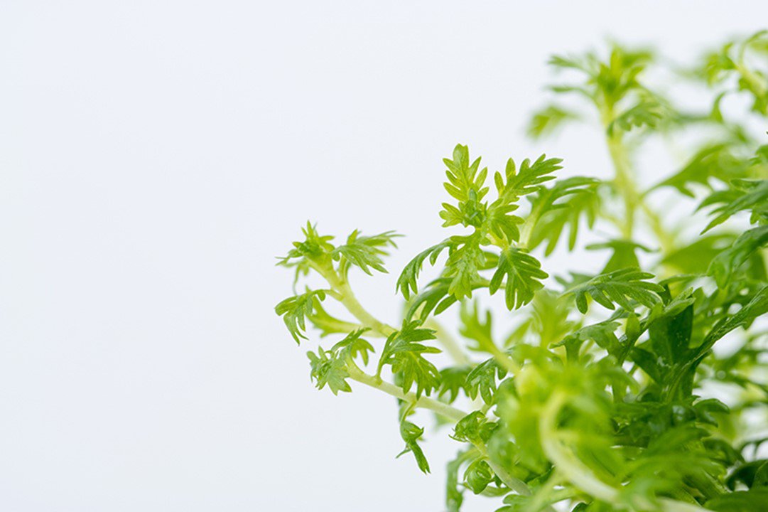 Hottonia palustris Tropica Pots