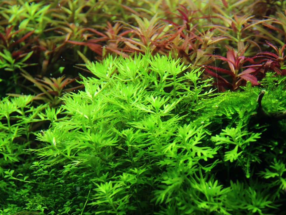 Hottonia palustris Tropica Pots