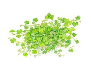 Hydrocotyle tripartita TROPICA 1-2-GROW!