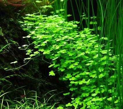 Hydrocotyle tripartita TROPICA 1-2-GROW!