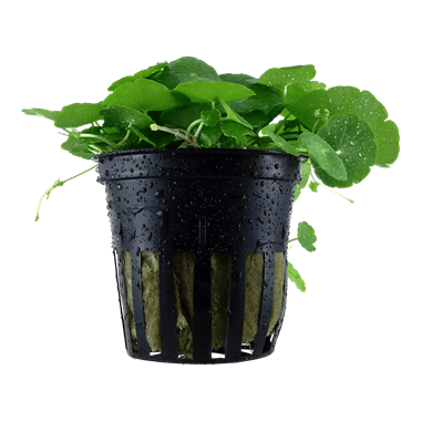 Tropica Hydrocotyle Verticillata