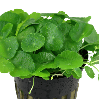 Tropica Hydrocotyle Verticillata