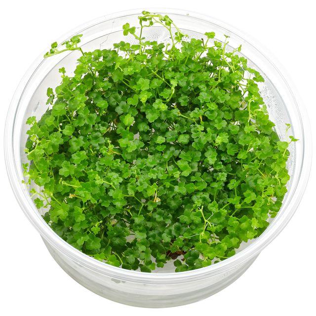 Dennerle Hydrocotyle tripartita ´Mini´