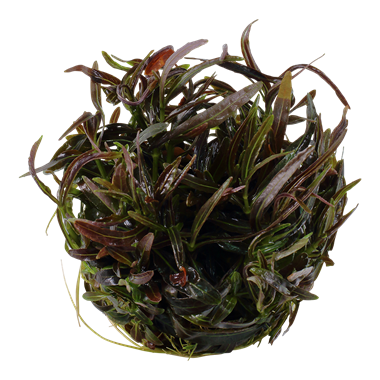Hygrophila 'Araguaia' TROPICA 1-2-GROW!