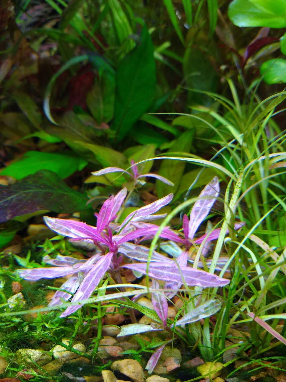 TCulture Hygrophila Lancea Araguaia Pink Lady (Pot)