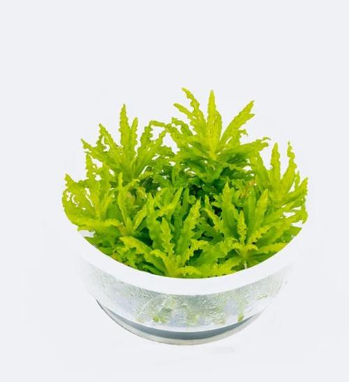 TCulture Pogostemon helferi (Pot/TC Cup)