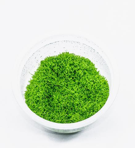 TCulture Riccia Fluitans (TC Cup)