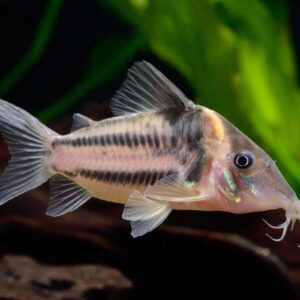Bifasciatus corydoras