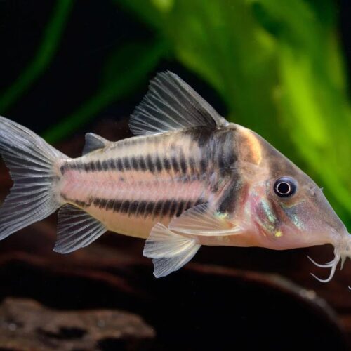 Bifasciatus corydoras