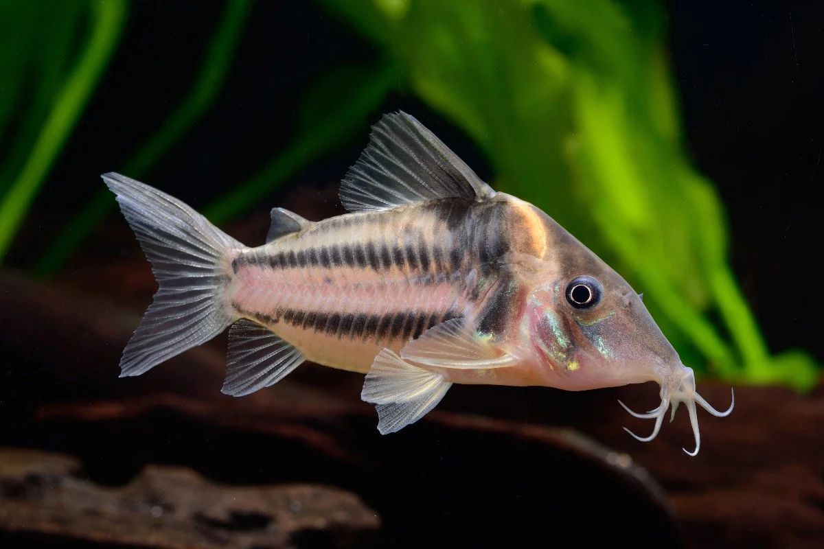 Bifasciatus corydoras