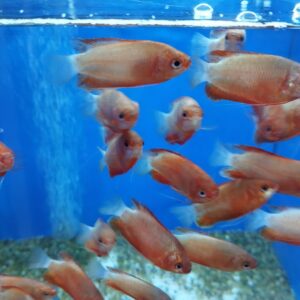 Red Robin Gourami