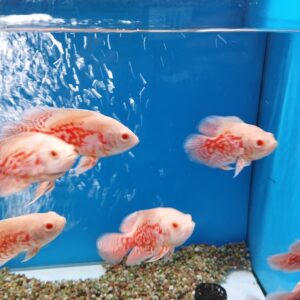 Albino Tiger Oscars