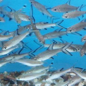 Silver shark