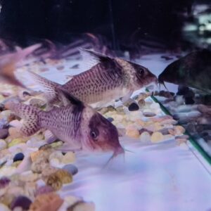 Black Sail Corydoras