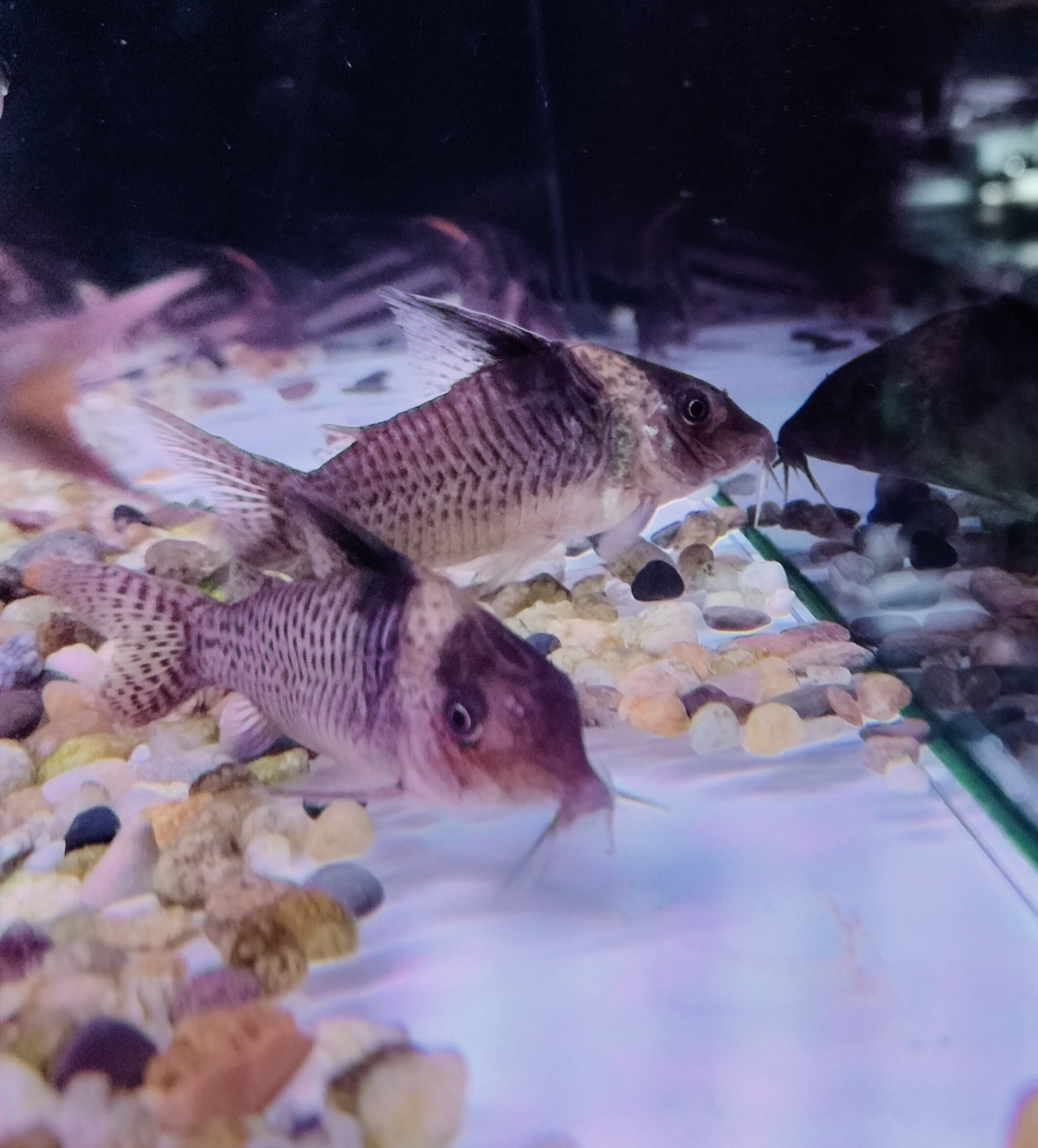 Black Sail Corydoras