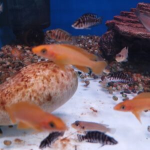 Lemon Cichlid